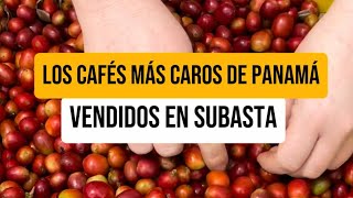 Estos son los cafés más caros vendidos en subasta en Panamá 🇵🇦
