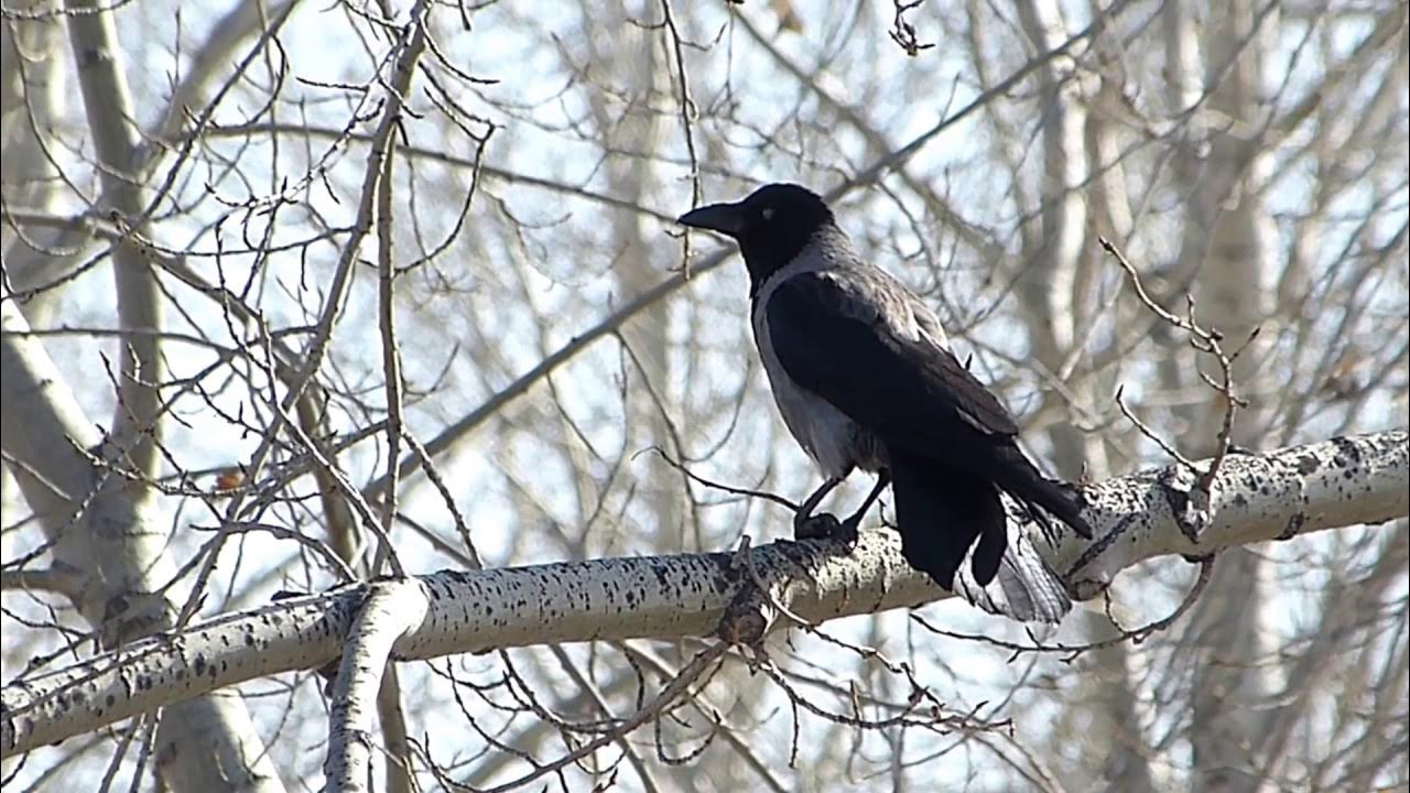 Серый ворон 7. Серая ворона. Ворона зимой. Ворона на ветке. Серая ворона зимой.