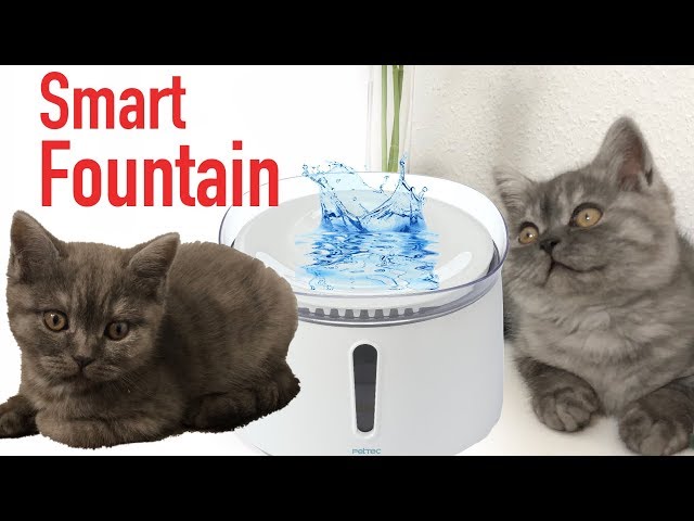 IMMER FRISCHES WASSER FÜR HAUSTIERE!! PETTEC SMART FOUNTAIN REVIEW