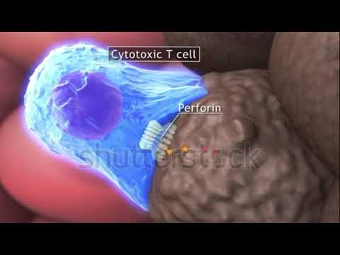 Vidéo: Contributions Du Dysfonctionnement Des Lymphocytes T à La Résistance Au Traitement Anti-PD-1 Dans La Cancérogenèse Orale