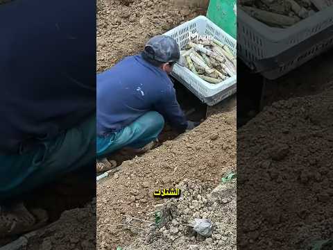 ما تراه عاديا هو خطة دقيقة لتحويل الأرض إلى ثروة