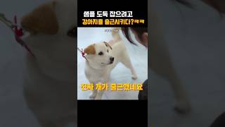 샘플 도둑 잡으려고 강아지를 출근시키다?ㅋㅋ 어이없네 #좋좋소 #왓챠 #드라마리뷰