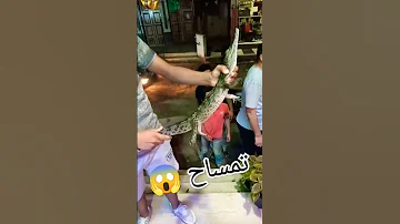 تمساح نيلى 