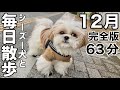 【ルーティン】もふもふ可愛いシーズー犬と毎日お散歩（2022.12月完全版）/ Shih Tzu takes a walk every morning in December.