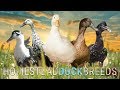 Which DUCK BREED is RIGHT for YOUR HOMESTEAD? | Big Pond Farm, The Hollar Homestead, Wholesome Roots