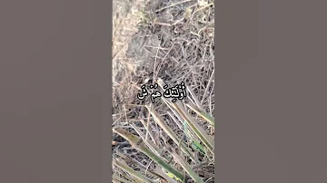 سوره البينه محمد اللحيدان حالات واتس حالات لايك راحة نفسية اكسبلور تصميمي دويتو فولو 