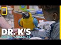 A Rescued Macaw Gets a Check-Up | Dr. K's Exotic Animal ER