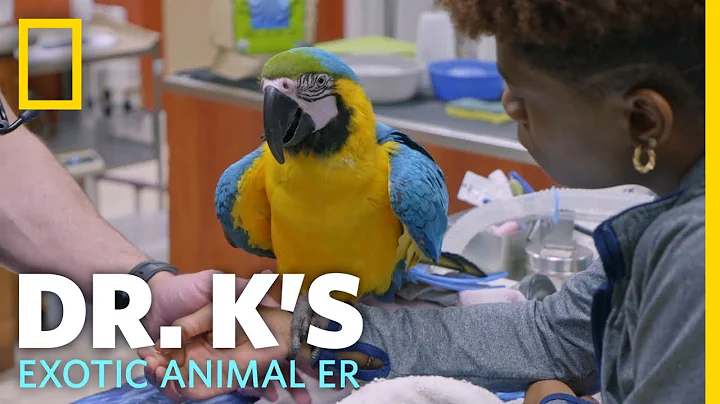 A Rescued Macaw Gets a Check-Up | Dr. K's Exotic A...