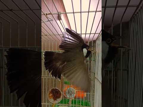 طك جناح بلبل اليف لاتنسون الاشتراك بلقناه