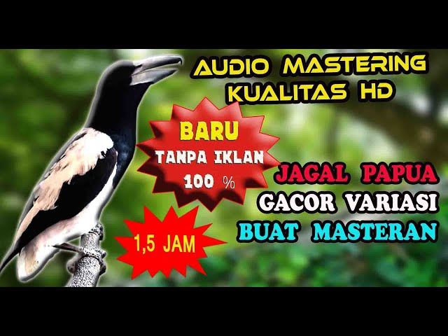 SUARA BURUNG JAGAL PAPUA GACOR - MASTERAN JAGAL PAPUA BLOROK GACOR class=