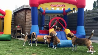 Happy Beagles vs Happy Bounce House : Louie & Marie with Friends