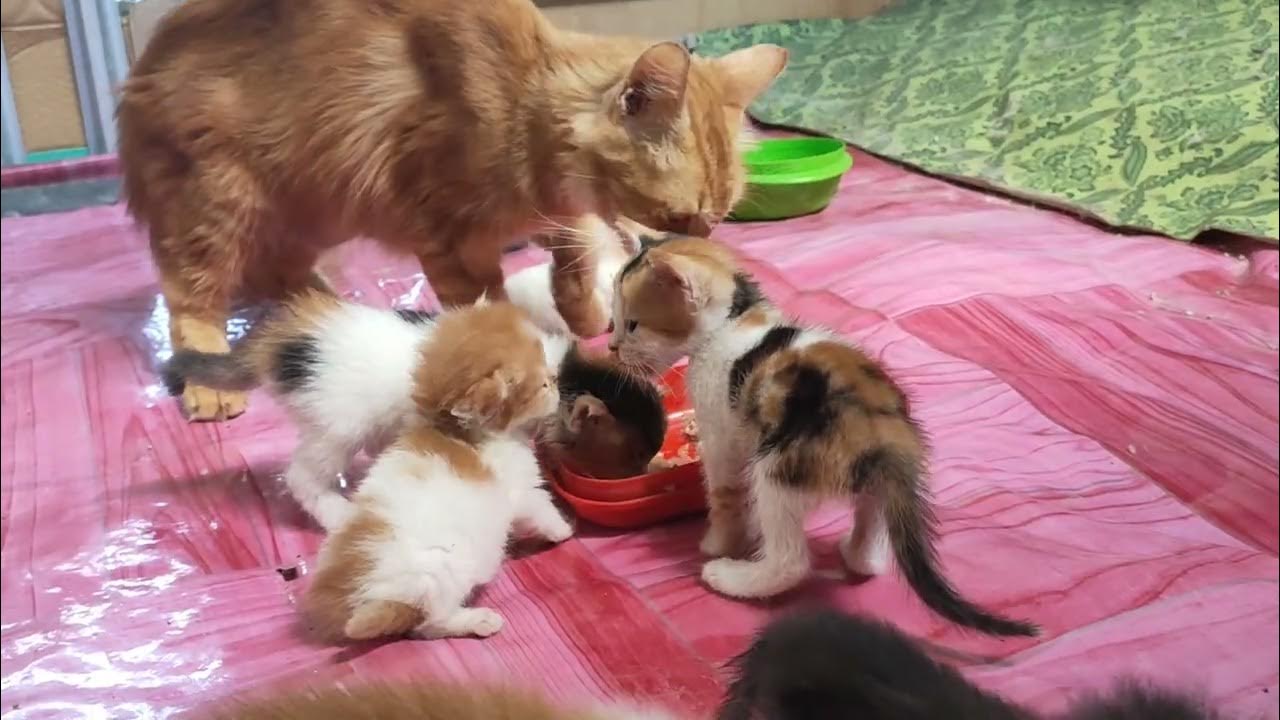 Cat Eating Wet Food Chicken With Kittens YouTube cat-eating-wet-food-chicken-with-kittens-youtube