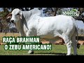 Raça Brahman.  O zebu Americano!