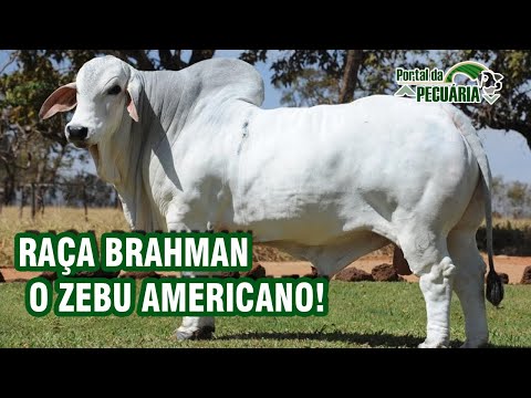 Vídeo: Diferença Entre Brahma E Brahman