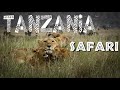 Tanzania SAFARI | Serengeti, Lake Manyara, Ngorongoro Crater & Tarangire