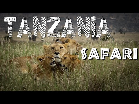 Tanzania SAFARI  Serengeti Lake Manyara Ngorongoro Crater  Tarangire  African Safari