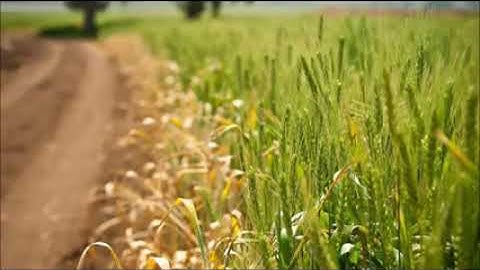 الشيخ السعيد عبدالصمد الزناتى يتلو سورة الفاتحة وأوائل سورة البقرة