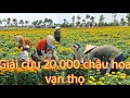 Giải cứu 20.000 chậu hoa vạn thọ thủ thừa long an