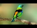 10 Most Beautiful Tanagers in the World