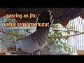 Suara Pancingan Perkutut Lokal Alam Ampuh Yang Dengar Pada Ikut Bunyi Mp3 - Mp4 Download