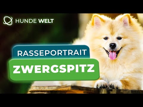 The Pomeranian - Breed Profile | Character, Care and Nutrition
