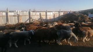 видео: Наше стадо перед стрижкой, май 2024 картинка: Наше стадо перед стрижкой, май 2024