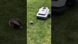 ECOVACS GOAT A1600: Überlebt der Igel?! 😳 Hindernis-Test!