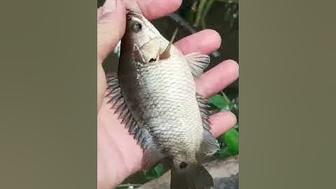 Cách làm mồi câu cá rô đồng, cá ăn liên tục giựt mỗi tay, gãy cần câu.