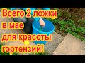 Что нужно сделать с гортензиями прямо сейчас