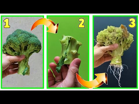 Video: Puoi coltivare i broccoli in vaso - Come coltivare i broccoli in contenitori