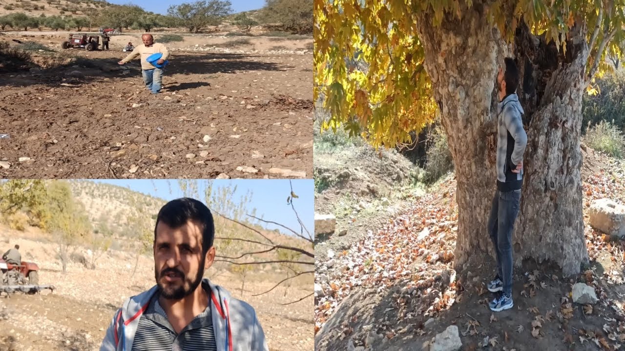 صورنا اكبر شجرة معمرة ورشينا البدار فيديو منوع بتمنى ينال اعجابكم