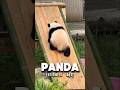 பண்டா கரடி பற்றி நாம் அறியாதவை#fyp #fact #viral #facts #trending #fypシ #allfacts #panda #birds #pets