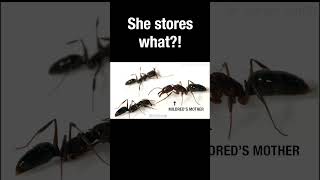 The Trap-Jaw Ant Stores What?! #Truefacts #Shorts #Ants