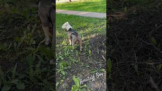Amstaff Boy ищет палку #amstaff #собака #амстафф #pitbull #dog #americanbully #животные #staff