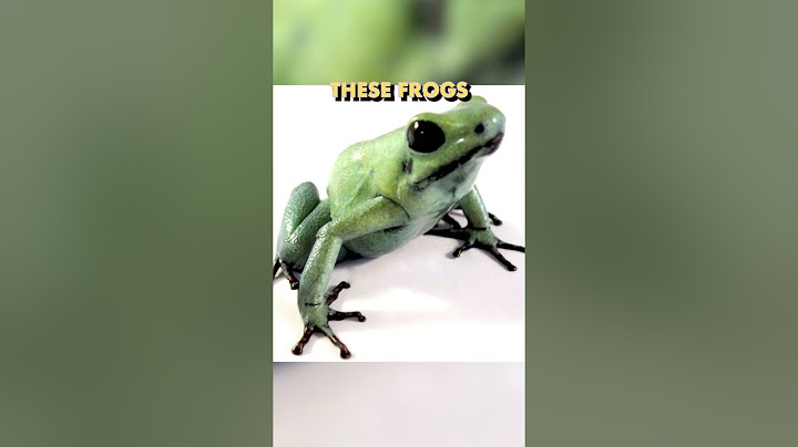 Tarantulas keep frogs as pets