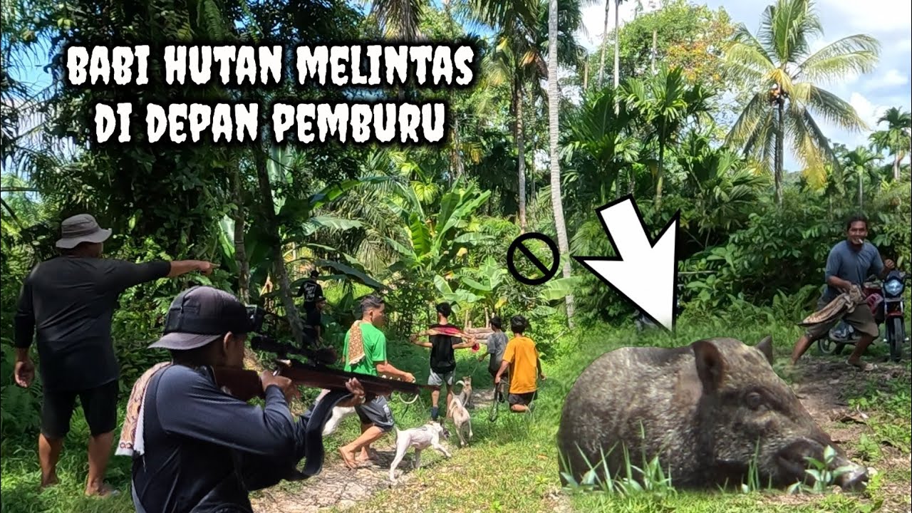 SETANGGUH APAPUN BABI HUTAN AKAN LUMPUH ASAL MAU MENUNGGU ANJING PEMBURU |Wild board hunting |