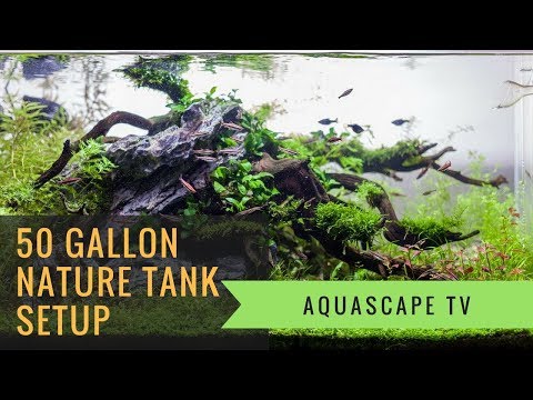 50-gallon-nature-planted-tank-setup-with-seiryu-stone