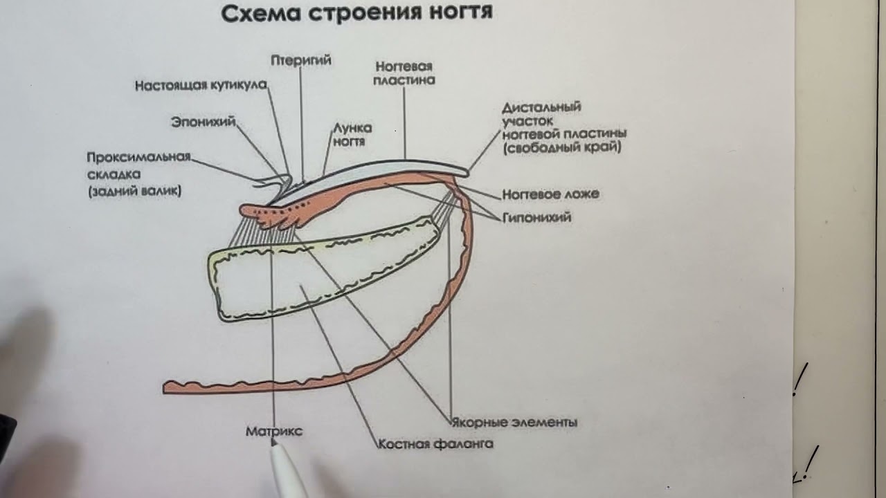 Маникюр с цветами: лучшие рисунки на ногтях (фото)