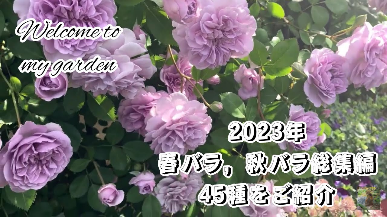 2023年 春バラ, 秋バラ総集編 45種をご紹介【ロサオリエンティス，河本バラ園，コルデス，タンタウ，デルバール，メイアンなどのバラ特集】