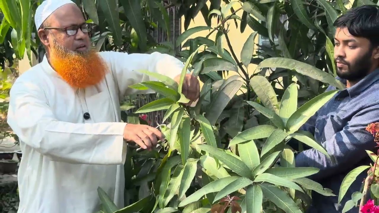 ডিসেম্বর মাসে আম গাছের ‍যত্ন।