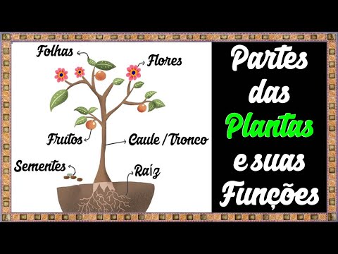 Aprendendo as partes das PLANTAS e suas funções || Raízes, Folhas, Caule,  Flores, Frutos e Sementes