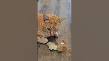 kittys loves his new catnip toy. #cats #catshorts