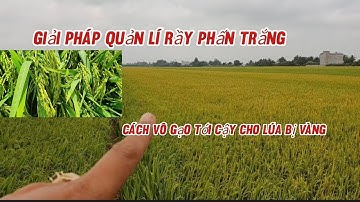 Phun thuốc cử cong trái me giúp lúa vô gạo khi dịch vàng lá rầy phấn trắng