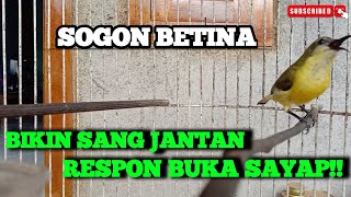 SOGON betina memanggil Jantan | bikin sang Jantan RESPON buka SAYAP!!