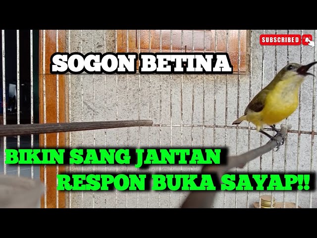 SOGON betina memanggil Jantan | bikin sang Jantan RESPON buka SAYAP!! class=