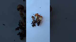 грибы с грядки