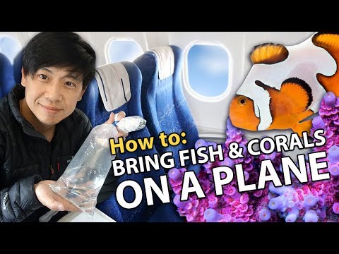 فيديو: كيفية نقل الأسماك بالطائرة