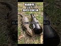 懸賞金1億円!?実在するかもしれない伝説の蛇「ツチノコ」の正体がヤバすぎる…🐍💸