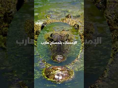 صياد يواجه تمساحًا ضخمًا: استراتيجية فرس النهر