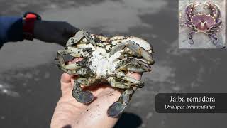 Caleta Lenga, Hualpén, Biobio, Chile - Nuestro primer terreno en video!